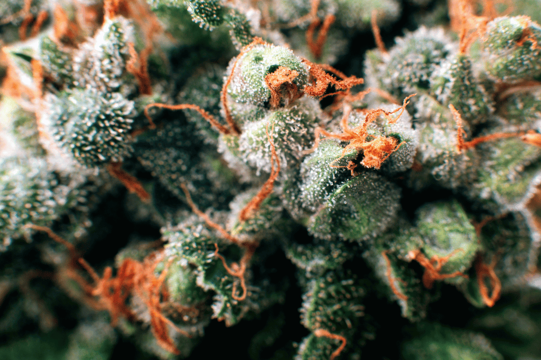 Les labels et certifications du CBD : comment s’y retrouver ?