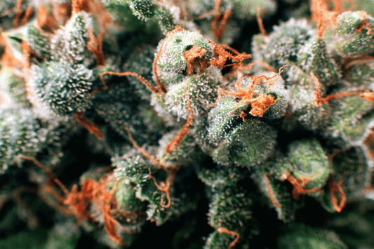 Les labels et certifications du CBD : comment s’y retrouver ?