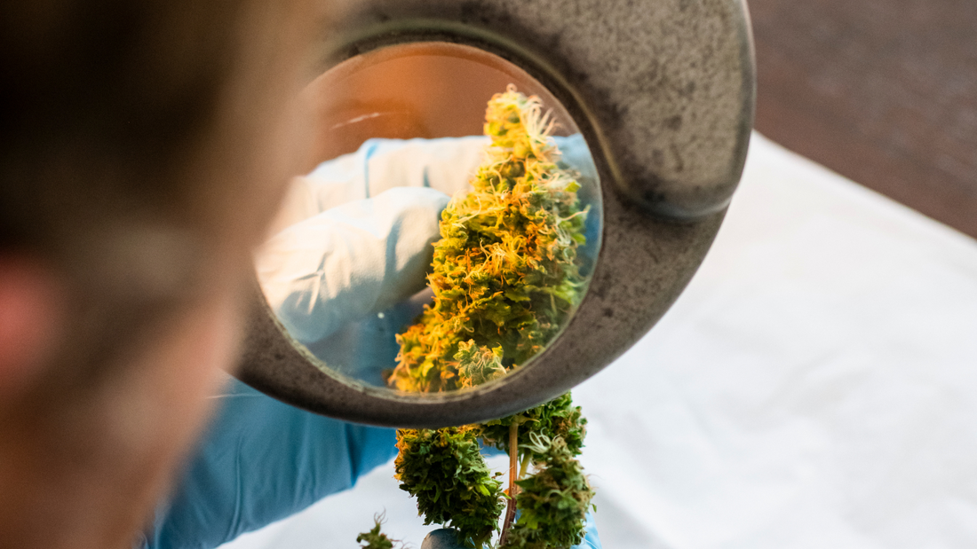 Qu’est-ce que le THC-B : Composition, Effet, Légalité
