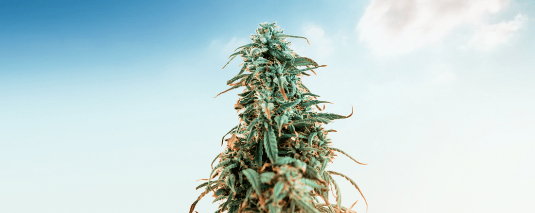 Exploration du HHC : Les Mystères et les Potentiels d'un Cannabinoïde Émergent avec Puffy