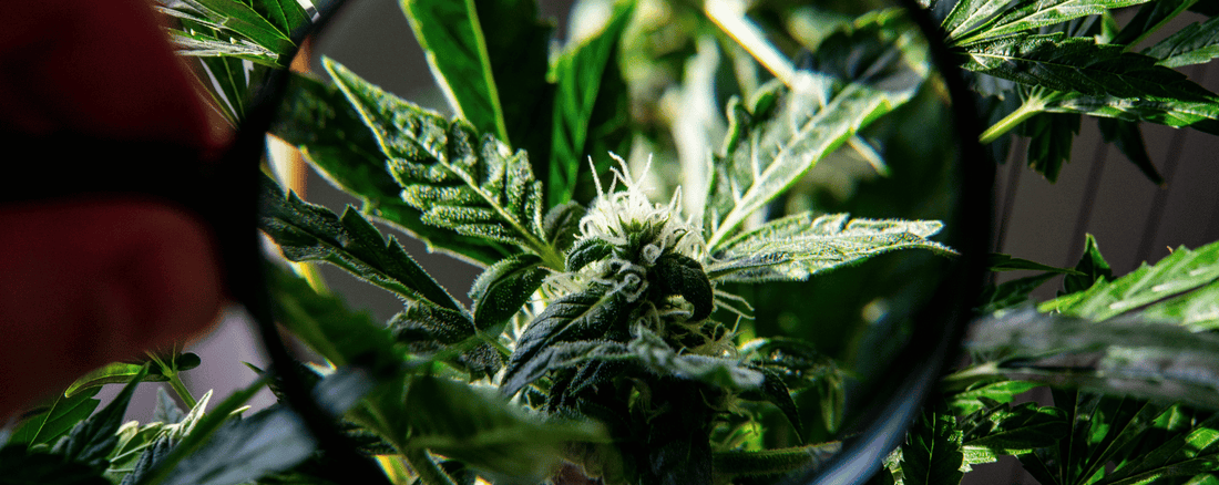 Décryptage du THC-H : Un Cannabinoïde proche du THC