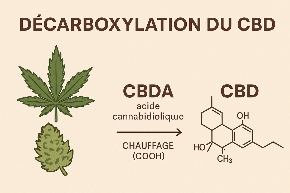 Comment fonctionne la décarboxylation du CBD ?