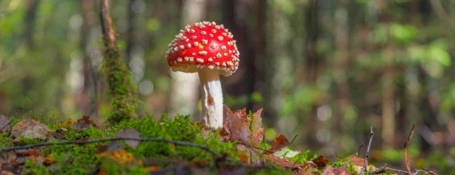 Comment consommer l’amanite tue-mouches ?